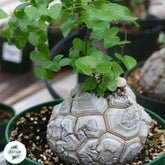 Dioscorea elephantipes / 40 seeds (Elephant’s foot, Turtle back plant)